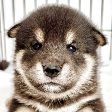 柴犬(標準サイズ)【福井県・男の子・2025年8月24日・黒】の写真「展覧会用の超S級犬！容姿完璧&性格良好エリート君♪」