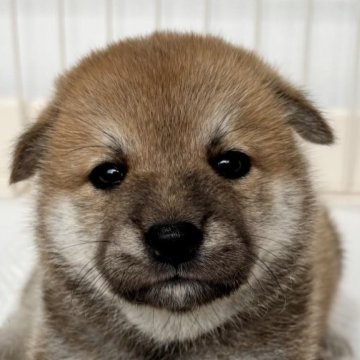 赤柴 柴犬【茨城県・男の子・2025年5月17日・赤 茶色】とても元気な
