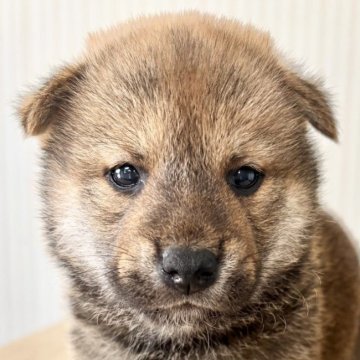 柴犬(標準サイズ)【福井県・男の子・2025年4月26日・赤】の写真「人懐っこく愛嬌抜群♡優しい性格で癒されます♪」