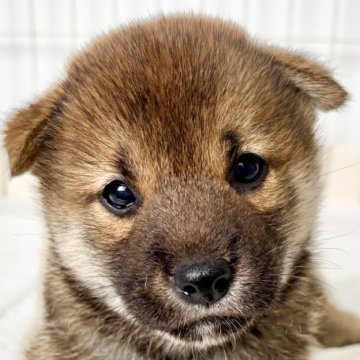 柴犬(標準サイズ)【福井県・女の子・2025年7月14日・赤】の写真「可愛いお顔にメロメロ必至♪性格温厚で優しい子♡」