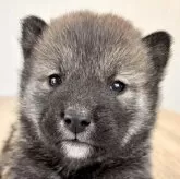 柴犬(標準サイズ)