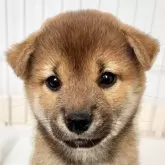 柴犬(標準サイズ)