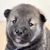 柴犬(標準サイズ)