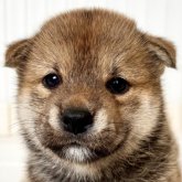 柴犬(標準サイズ)