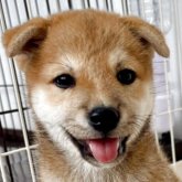 柴犬(標準サイズ)