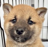 柴犬(標準サイズ)