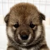 柴犬(標準サイズ)
