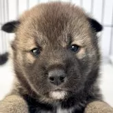 柴犬(標準サイズ)