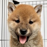柴犬(標準サイズ)