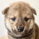 柴犬(標準サイズ)