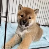 柴犬(標準サイズ)【福井県・男の子・2024年10月23日・赤】の写真4
