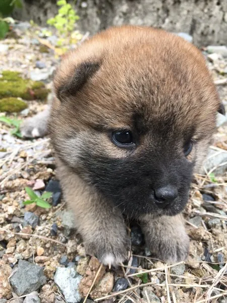 50代男性 様のお迎えした子犬