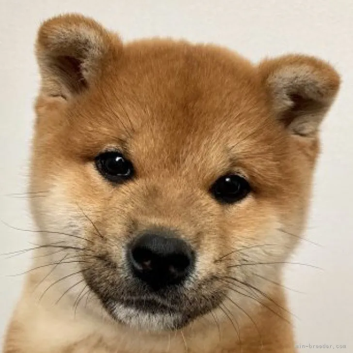 ID：2303-03061の子犬