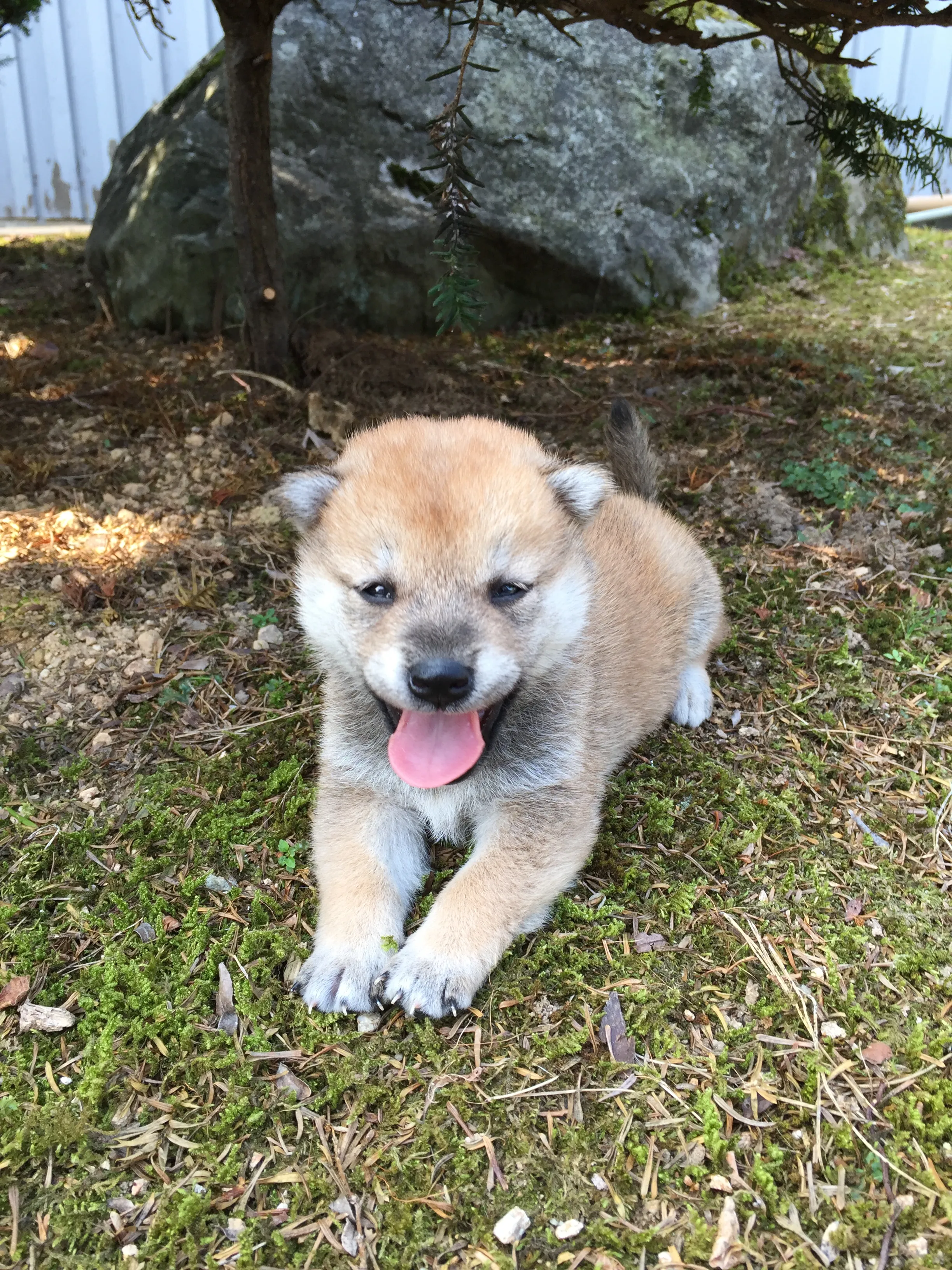 ゆっち 様のお迎えした子犬