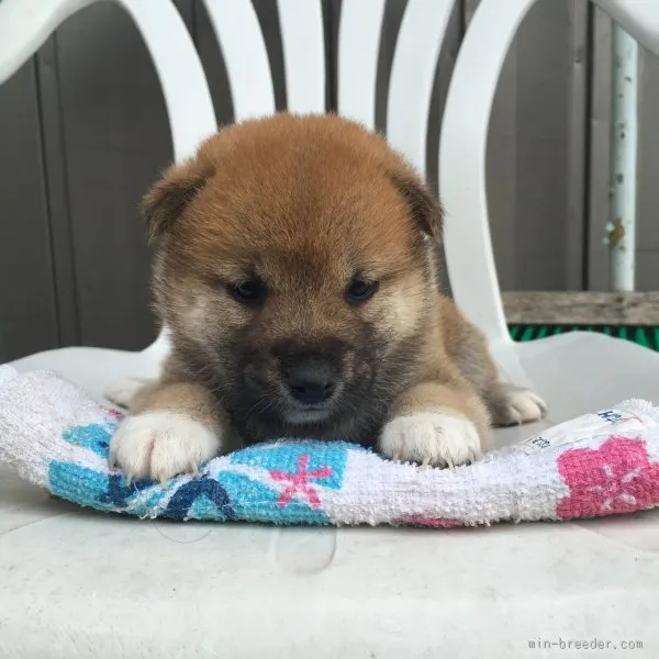 ことのは 様のお迎えした子犬