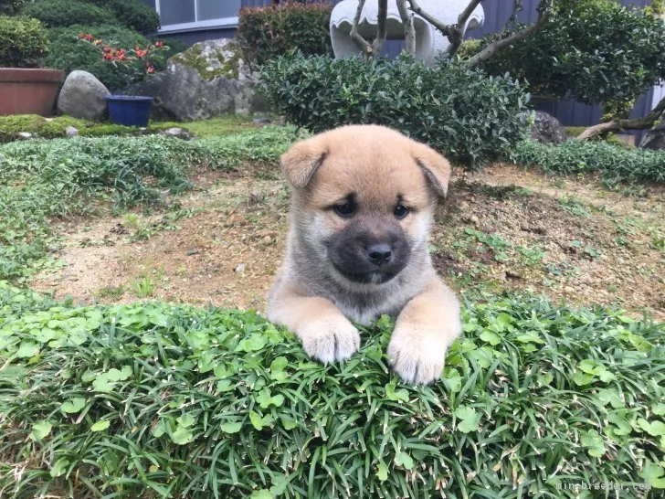 ID：1810-01386の子犬