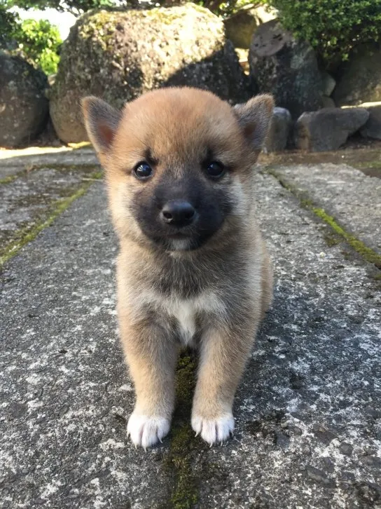 淡窓 様のお迎えした子犬