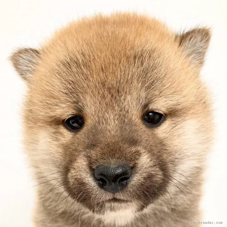 柴犬(標準サイズ)【福井県・男の子・2024年1月29日・赤】の写真1「生後30日目撮影」