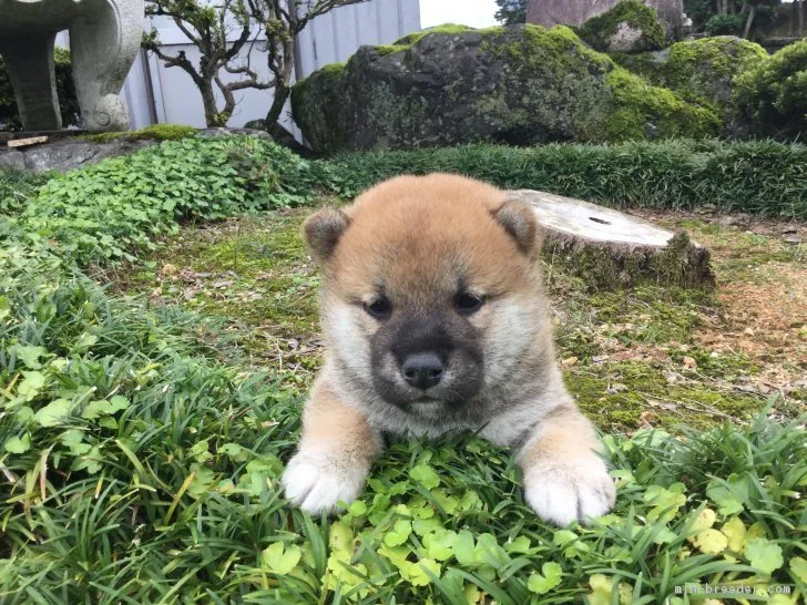 柴犬(標準サイズ)【福井県・男の子・2017年8月19日・赤色】の写真1「9/17撮影」