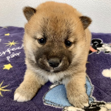 柴犬(標準サイズ)【福井県・女の子・2022年5月12日・赤】の写真「極上の可愛さ♡性格&容姿最上でアイドル犬間違い無し」