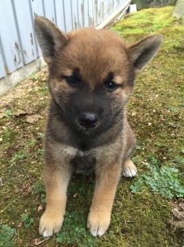 柴犬(標準サイズ)【福井県・女の子・2016年7月20日・赤】の写真「お鼻は黒いですが品格ある極上犬です！癒し系です！」