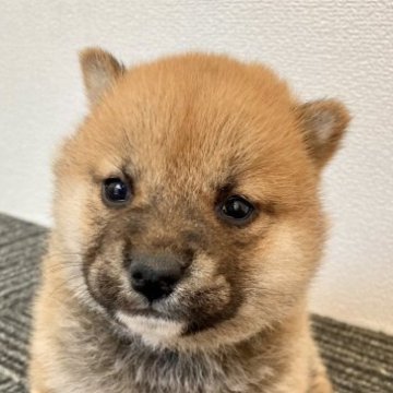 柴犬(標準サイズ)【福井県・女の子・2023年4月7日・赤】の写真「食欲旺盛の健康優良児♪おしとやかで優しい子です♡」