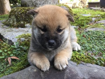 柴犬(標準サイズ)【福井県・女の子・2018年9月13日・赤】の写真「優しい性格で愛嬌ある女の子♪」