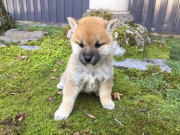 柴犬(標準サイズ)【福井県・男の子・2019年10月2日・赤】の写真「元気満点で好奇心旺盛の男の子♪」