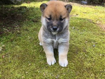 柴犬(標準サイズ)【福井県・女の子・2019年3月10日・赤】の写真「愛嬌満点の性格良好な女の子♪」