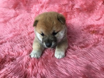 柴犬(標準サイズ)【福井県・女の子・2018年11月4日・赤】の写真「容姿端麗、優しい性格でお利口さんな女の子♪」