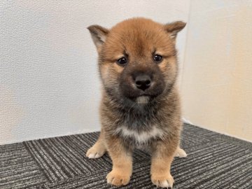 柴犬(標準サイズ)【福井県・男の子・2022年1月6日・赤】の写真「愛嬌抜群！優しく人懐っこい最高の男の子です♪」