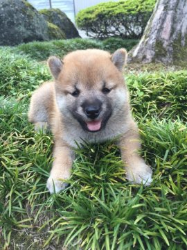 柴犬(標準サイズ)【福井県・女の子・2016年7月16日・赤】の写真「人懐こい性格と可愛い容姿!ほんと癒されますよ♪」