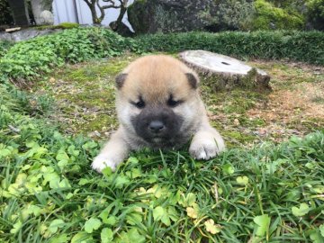 柴犬(標準サイズ)【福井県・男の子・2017年8月23日・赤色】の写真「血統最高のイチオシ犬登場！元気で賢く容姿抜群♪」