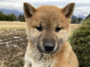 柴犬(標準サイズ)【福井県・男の子・2021年10月14日・赤】の写真「今だけ★ウィンターセール！認定優秀犬を大幅値下げ！」