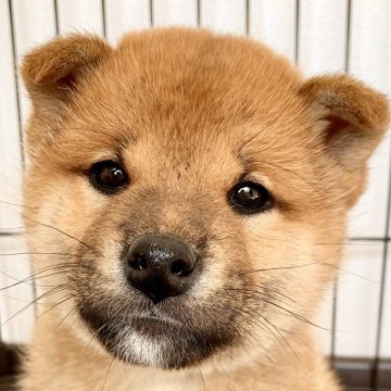 柴犬(標準サイズ)【福井県・男の子・2024年1月24日・赤】の写真「最上の可愛さ♡物静かで温厚♪飼いやすい癒し君です♡」