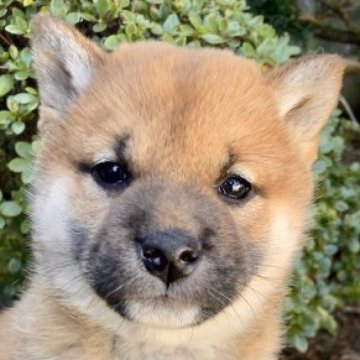 柴犬(標準サイズ)【福井県・女の子・2023年2月1日・赤】の写真「別格極上犬！美系の一流女子♪品格ある正規柴犬です♪」