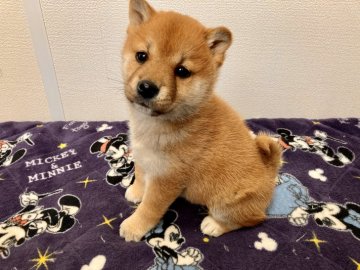 柴犬(標準サイズ)【福井県・女の子・2022年1月22日・赤】の写真「お目目クリックリの美人犬！おとなしくてキュート♡」