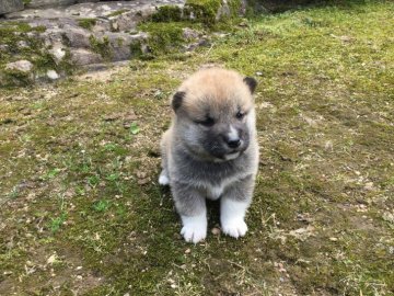 柴犬(標準サイズ)【福井県・男の子・2018年4月18日・赤】の写真「性格穏やかで優しい癒し系の男の子♪」