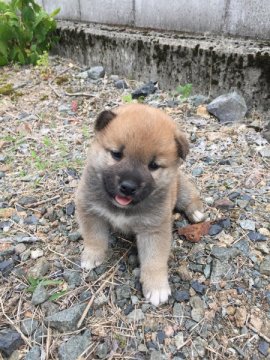 柴犬(標準サイズ)【福井県・男の子・2015年4月30日・赤】の写真「活発で癒し系イケメンの男の子です♪」