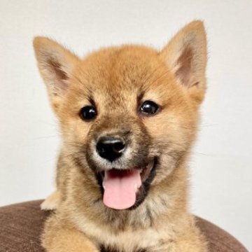柴犬(標準サイズ)【福井県・男の子・2023年7月16日・赤】の写真「【今だけ破格の大特価】性格良好欠点無しの優秀犬!!」