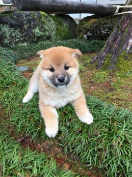 柴犬(標準サイズ)【福井県・女の子・2016年1月4日・赤】の写真「おしとやかで超癒し系の可愛い女の子♪」