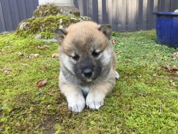 柴犬(標準サイズ)【福井県・男の子・2019年10月11日・赤】の写真「性格良好で超〜元気です♪」