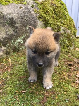 柴犬(標準サイズ)【福井県・男の子・2015年2月21日・赤】の写真「とっても可愛く元気な男の子です」