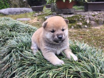 柴犬(標準サイズ)【福井県・女の子・2018年4月18日・赤】の写真「兄妹1番の癒し系 大人しいく可愛い性格♪」