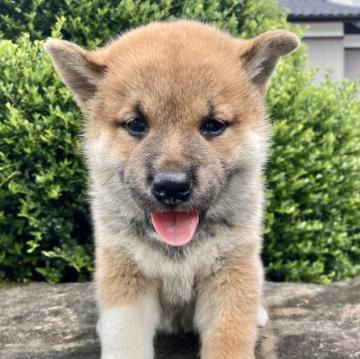 柴犬(標準サイズ)【福井県・男の子・2022年7月2日・赤】の写真「血統優秀！容姿抜群！表情豊かで大変人懐っこいです♪」