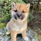 柴犬(標準サイズ)【福井県・女の子・2023年2月1日・赤】の写真3「3/20撮影(生後47日目)」