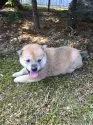 柴犬(標準サイズ)【福井県・男の子・2016年7月20日・赤】の写真4