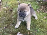 柴犬(標準サイズ)【福井県・男の子・2017年2月10日・赤】の写真4