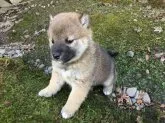 柴犬(標準サイズ)【福井県・男の子・2017年2月10日・赤】の写真5