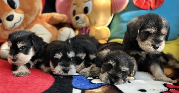 太田路子ブリーダーのブログ：もっしゃもっしゃシュナウザーbabyたちー